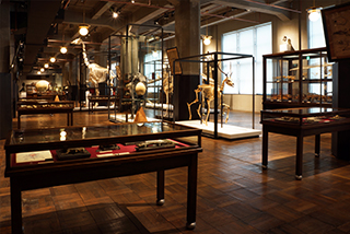 free entrance! One of Japan's leading museums exhibiting academic specimens