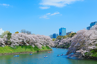 Chidorigafuchi, a famous cherry blossom viewing spot near the Imperial Palace