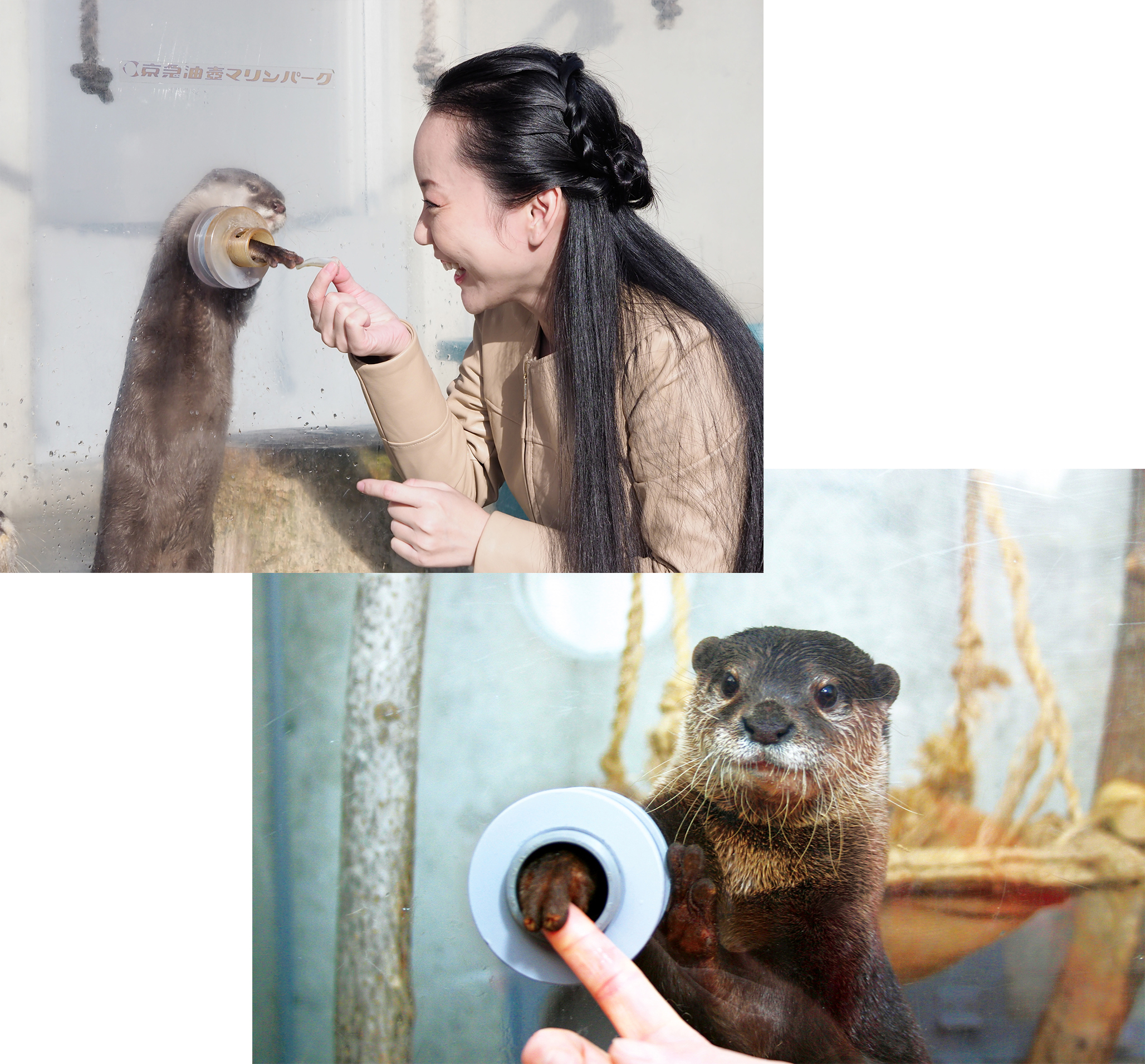 Let's meet cute otters and penguins