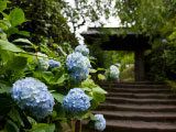 在臨濟宗建長寺派福源山明月院