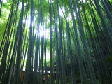 临济宗建长寺派功臣山报国寺