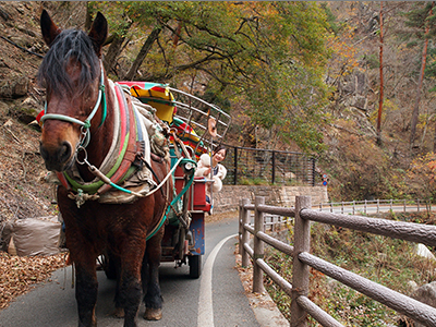 ゆったりと馬車に揺られて渓谷ウォッチング