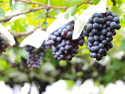 Enjoy seasonal fruits in Yamanashi, the fruit kingdom